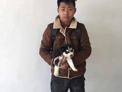 上海浦东新区宠物流浪狗流浪猫小动物救助领养收容收养中心站