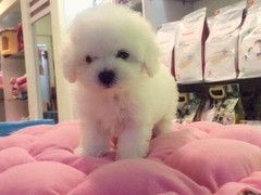 顺琦犬舍