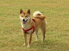 風(fēng)凌犬業(yè)