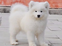 长沙喜喜犬舍