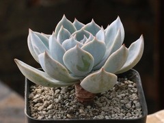乌鲁木齐假花店
