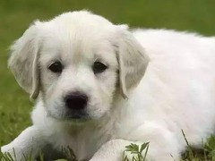 兰州西施犬
