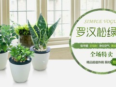 兰州鲜花盆栽出售