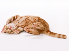 嘉美猫舍