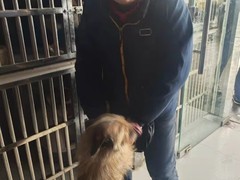 上海浦东新区宠物流浪狗流浪猫小动物救助领养收容收养中心站